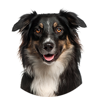 Australian Shepherd