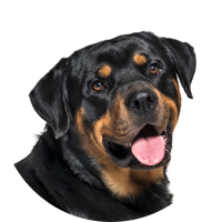 Tierarztkosten Rottweiler