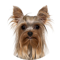 Tierarztkosten Yorkshire Terrier